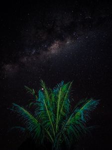 Preview wallpaper palm, branches, stars, starry sky, night