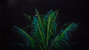 Preview wallpaper palm, branches, stars, starry sky, night