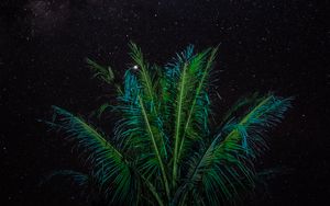 Preview wallpaper palm, branches, stars, starry sky, night