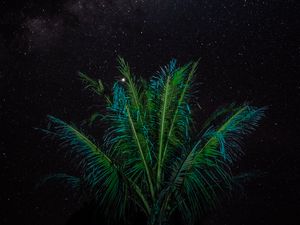 Preview wallpaper palm, branches, stars, starry sky, night