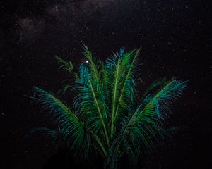 Preview wallpaper palm, branches, stars, starry sky, night