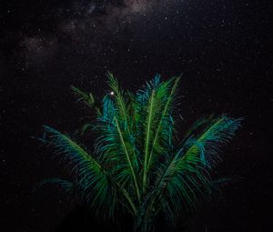 Preview wallpaper palm, branches, stars, starry sky, night