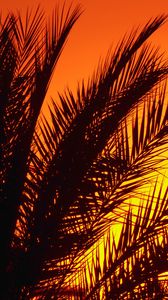Preview wallpaper palm, branches, sunset, dusk, dark
