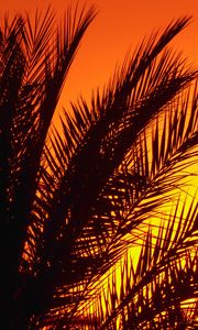 Preview wallpaper palm, branches, sunset, dusk, dark