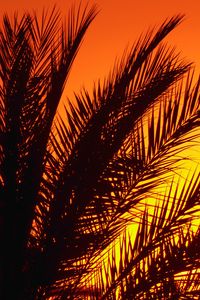 Preview wallpaper palm, branches, sunset, dusk, dark