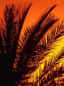 Preview wallpaper palm, branches, sunset, dusk, dark