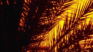 Preview wallpaper palm, branches, sunset, dusk, dark