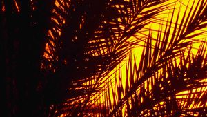 Preview wallpaper palm, branches, sunset, dusk, dark