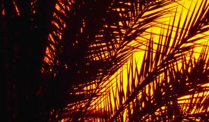 Preview wallpaper palm, branches, sunset, dusk, dark