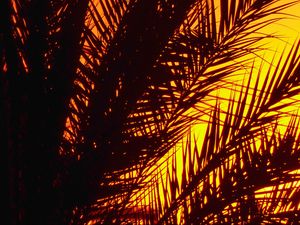 Preview wallpaper palm, branches, sunset, dusk, dark