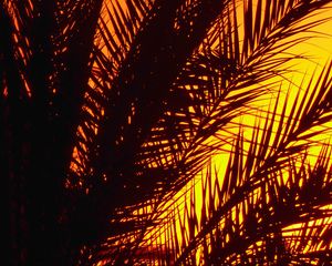 Preview wallpaper palm, branches, sunset, dusk, dark