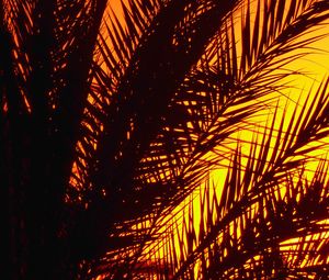 Preview wallpaper palm, branches, sunset, dusk, dark