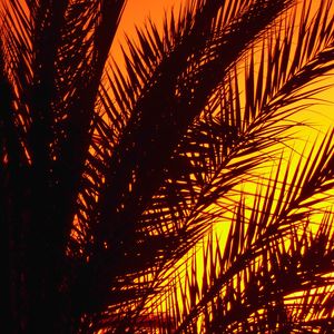 Preview wallpaper palm, branches, sunset, dusk, dark