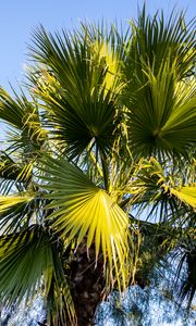 Preview wallpaper palm, branches, tree, nature