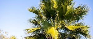 Preview wallpaper palm, branches, tree, nature