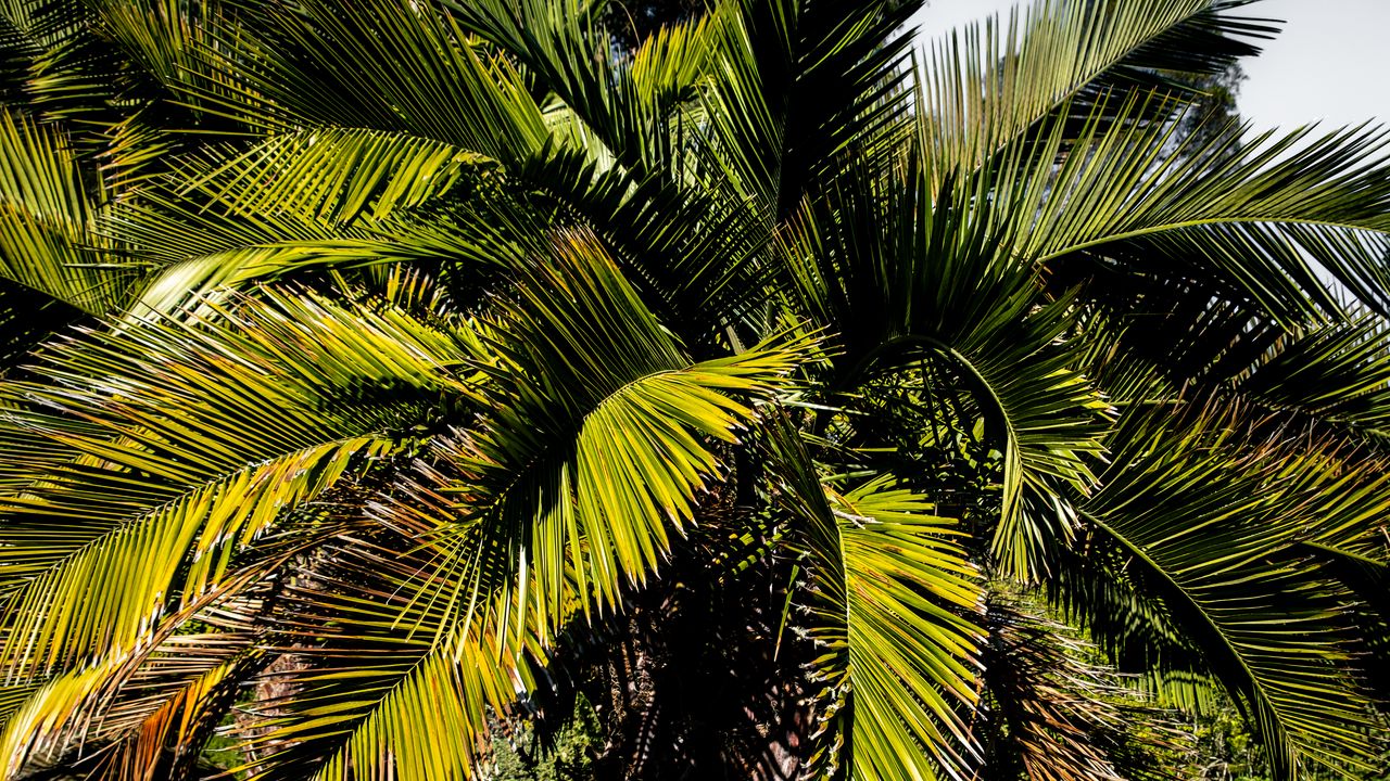 Wallpaper palm, branches, tree, tropics