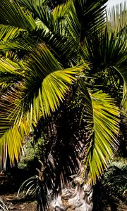 Preview wallpaper palm, branches, tree, tropics