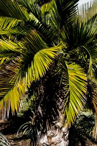 Preview wallpaper palm, branches, tree, tropics