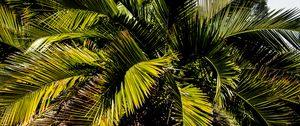 Preview wallpaper palm, branches, tree, tropics