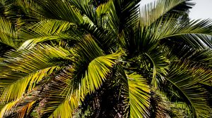 Preview wallpaper palm, branches, tree, tropics