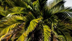 Preview wallpaper palm, branches, tree, tropics