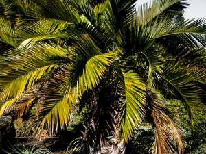 Preview wallpaper palm, branches, tree, tropics