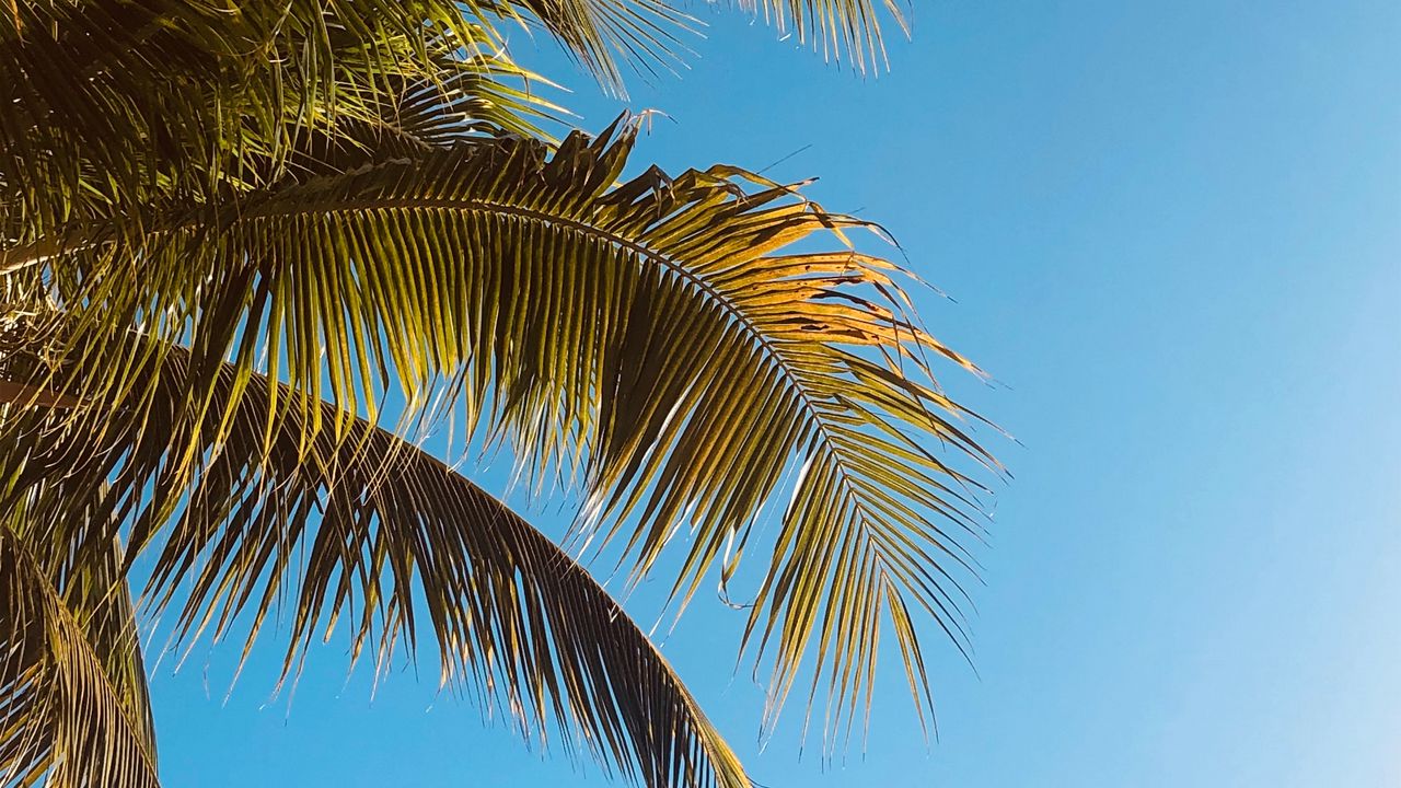 Wallpaper palm, branches, tree