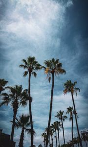 Preview wallpaper palm, branches, tropical, city