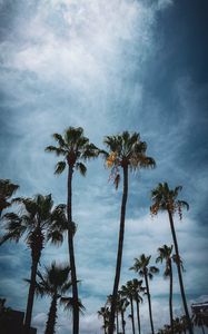 Preview wallpaper palm, branches, tropical, city