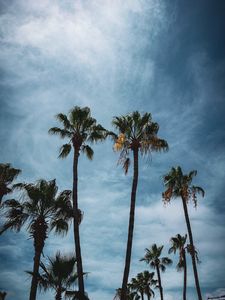 Preview wallpaper palm, branches, tropical, city