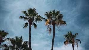 Preview wallpaper palm, branches, tropical, city