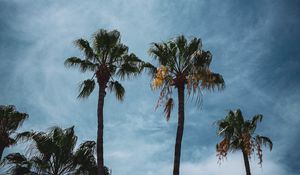 Preview wallpaper palm, branches, tropical, city