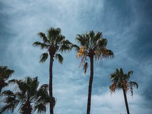 Preview wallpaper palm, branches, tropical, city