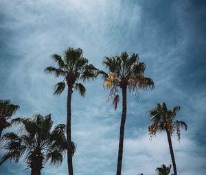 Preview wallpaper palm, branches, tropical, city