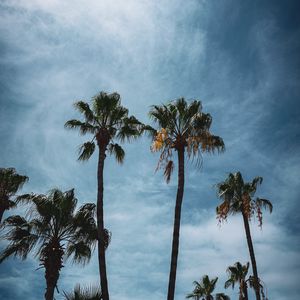 Preview wallpaper palm, branches, tropical, city