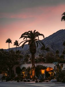 Preview wallpaper palm, building, cacti, plants, slope