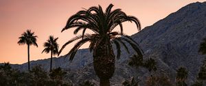 Preview wallpaper palm, building, cacti, plants, slope