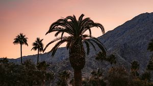 Preview wallpaper palm, building, cacti, plants, slope