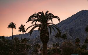 Preview wallpaper palm, building, cacti, plants, slope