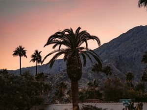 Preview wallpaper palm, building, cacti, plants, slope