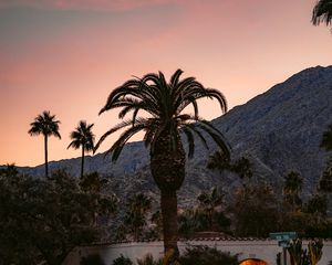 Preview wallpaper palm, building, cacti, plants, slope