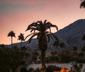 Preview wallpaper palm, building, cacti, plants, slope