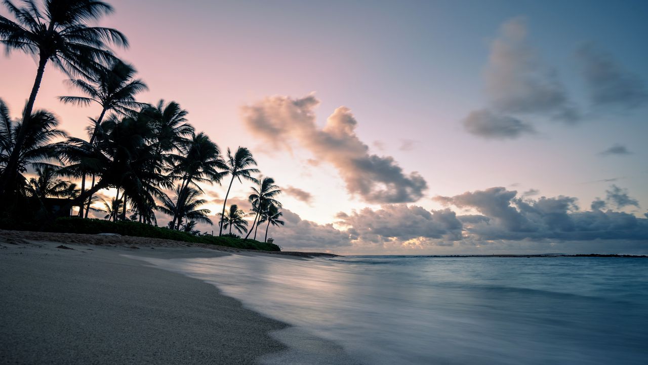 Wallpaper palm, coast, beach, dusk