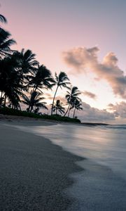 Preview wallpaper palm, coast, beach, dusk
