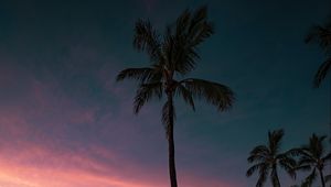 Preview wallpaper palm, coast, sunset, sea