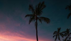 Preview wallpaper palm, coast, sunset, sea