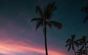 Preview wallpaper palm, coast, sunset, sea