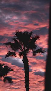 Preview wallpaper palm, dark, clouds, pink, dusk