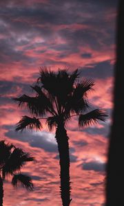 Preview wallpaper palm, dark, clouds, pink, dusk