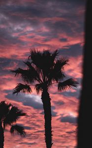 Preview wallpaper palm, dark, clouds, pink, dusk